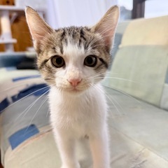 里親募集【元気いっぱい】ソファがお気に入り。好奇心いっぱいのキジ...