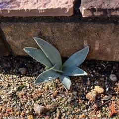 アガベの画像