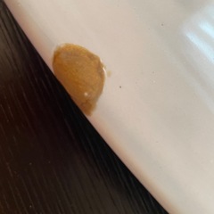 コンランショップ　大皿　オブジェの画像