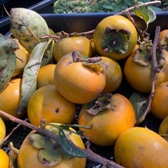 【取引中】柿 甘柿 20個 果物 食品の画像