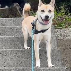 one no wa omishima こきち君　♂