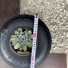 多肉植物　ガーデニング　鉢植えの画像