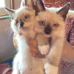 甘えっ子仔猫１匹だけの募集中