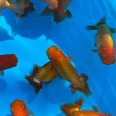 金魚 ★らんちゅう 当歳★ ☆8～10cm☆ 1匹300円の画像