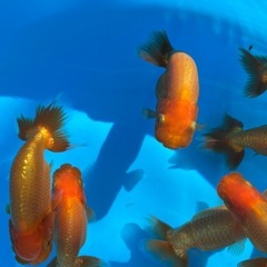 金魚 ★らんちゅう 当歳★ ☆8～10cm☆ 1匹300円の画像