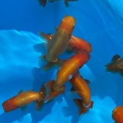 金魚 ★らんちゅう 当歳★ ☆8～10cm☆ 1匹300円の画像