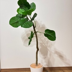 フェイクグリーン　ウンベラータ　大型の画像