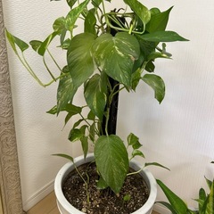 植物＋プランターの画像