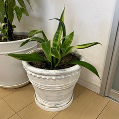 植物＋プランターの画像