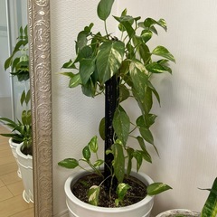 植物＋プランターの画像