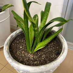 植物＋プランターの画像