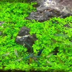 ベルベットブルーシュリンプの画像