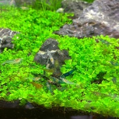 ベルベットブルーシュリンプの画像