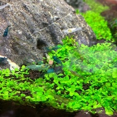 ベルベットブルーシュリンプの画像