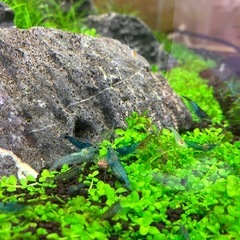 ベルベットブルーシュリンプの画像