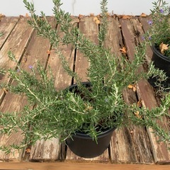 ローズマリー鉢植えの画像