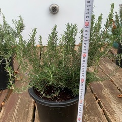 ローズマリー鉢植えの画像