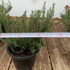 ローズマリー鉢植えの画像