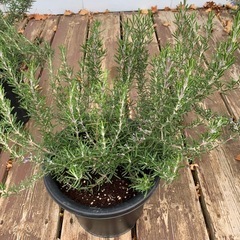 ローズマリー鉢植えの画像