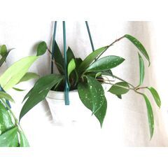 【無料】観葉植物　お世話いただける方に差し上げます　③の画像