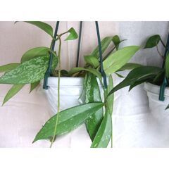 【無料】観葉植物　お世話いただける方に差し上げます　③の画像