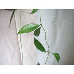 【無料】観葉植物　お世話いただける方に差し上げます　③の画像
