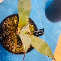 アガベ　3点セットの画像