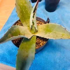 アガベ　3点セットの画像