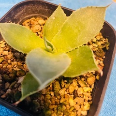 アガベ　3点セットの画像