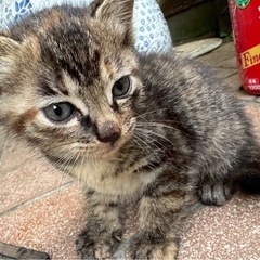 可愛い子猫２匹と母猫の里親さんを探しています。