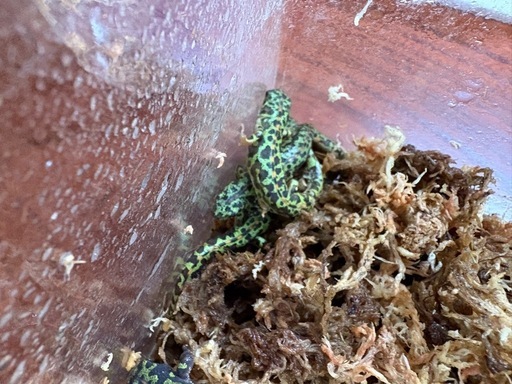 カージスマダライモリ　2022CB