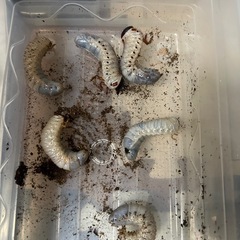 ヘラクレスヘラクレス幼虫　１匹の画像