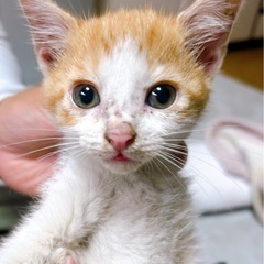 「子猫」チャトラハチワレ