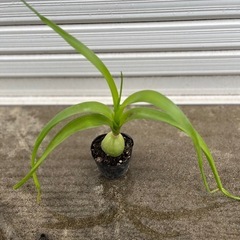 【10/26更新】オーニソガラムコーダツム　子持ち蘭　子宝の珠の画像