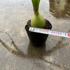 【10/26更新】オーニソガラムコーダツム　子持ち蘭　子宝の珠の画像