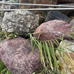 庭石の画像