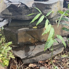 庭石の画像
