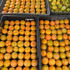 宇品フリマで柿販売してます