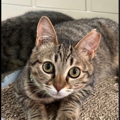 子猫　生後３ヶ月