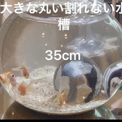 大きな割れない丸い水槽！島忠で15000円びひ美品の画像
