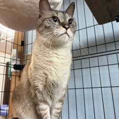 シャムMIXの大人しい男子🐾