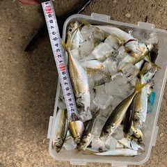 今朝釣りたてアジ①の画像