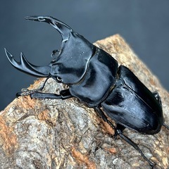 オオクワガタ♂♀ペア　♂65mmUP ♀フリーの画像