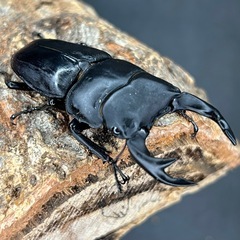オオクワガタ♂♀ペア　♂65mmUP ♀フリーの画像