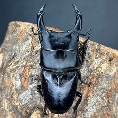 オオクワガタ♂♀ペア　♂65mmUP ♀フリーの画像