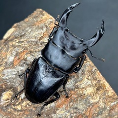 オオクワガタ♂♀ペア　♂65mmUP ♀フリーの画像