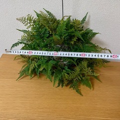 シダ植物　の画像