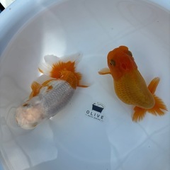 金魚 ★らんちゅう 2匹セット 1000円★ ☆14cm☆の画像