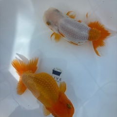 金魚 ★らんちゅう 2匹セット 1000円★ ☆14cm☆の画像