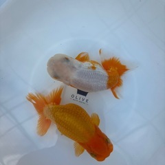 金魚 ★らんちゅう 2匹セット 1000円★ ☆14cm☆の画像